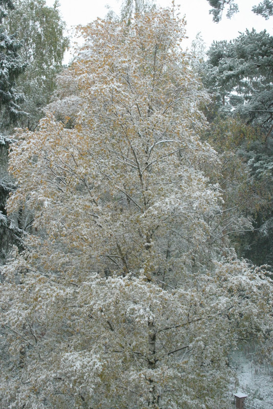 IMG_0759.JPG"%20height="800"%20width="533